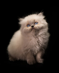 cute cat tine small pet home pets animals