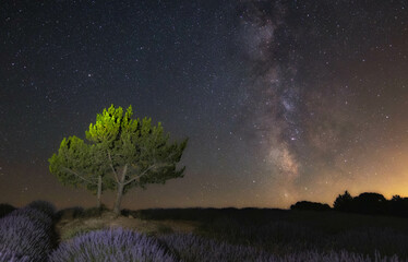 Lavender Fields Of Brihuega (Spain)