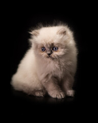 cute cat tine small pet home pets animals
