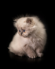 Obraz premium cute cat tine small pet home pets animals