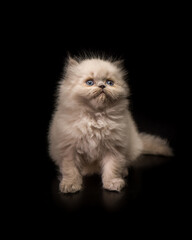 Obraz premium cute cat tine small pet home pets animals