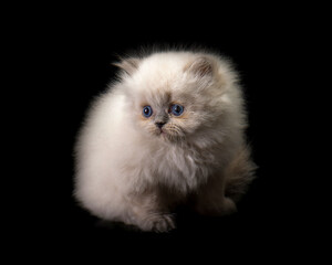 Fototapeta premium cute cat tine small pet home pets animals