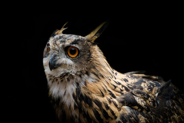 A european uhu closeup at a falcrony in saarburg