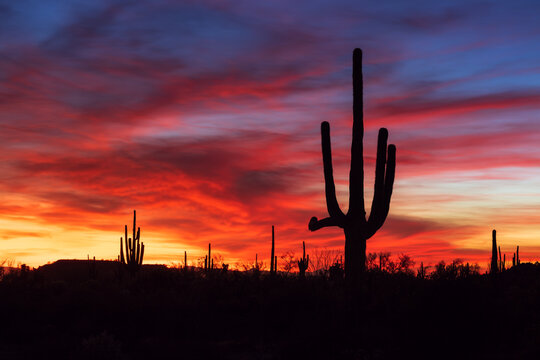 Arizona sunset and Saguaro Cactus in a desert landscape