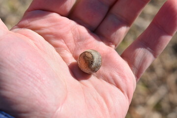 Acorn Held in a Hand
