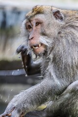 Monkey in Bali Indonesia