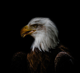 A bald eagle closeup at a falcrony in saarburg