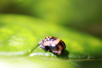 Insects can be beautiful!