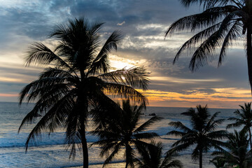 Fototapeta na wymiar Palm trees at sunset by the ocean