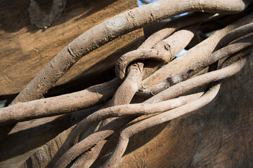 Background of natural tangle branches. Textured