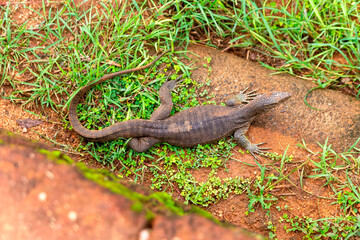 monitor lizard in Sri Lanka