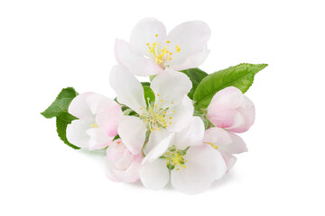 Apple tree flowers with leaves on a branch, isolated on a white background.