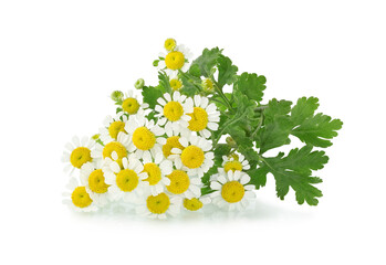 Chamomile isolated on a white background