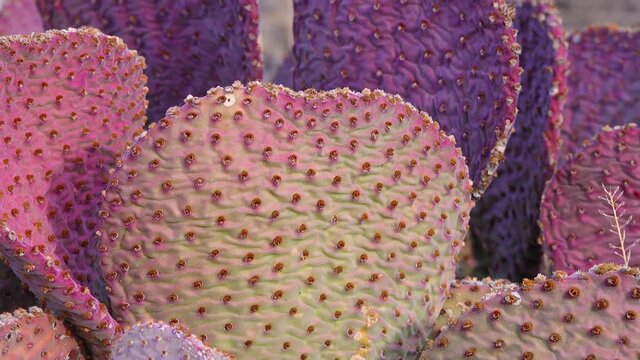 Golden prickly pear (Opuntia aurea, opuntia basilaris var. aurea). Arizona cacti