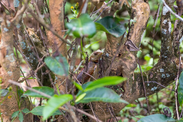 Reptile hides among tea leaves