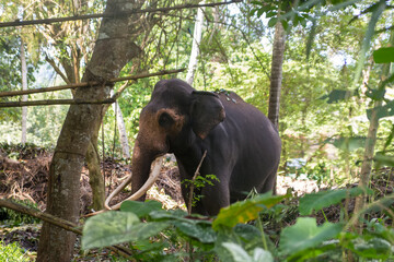 Elephant in the jungle of Sri Lanka