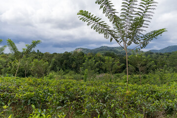 Tea fields of Sri Lanka
