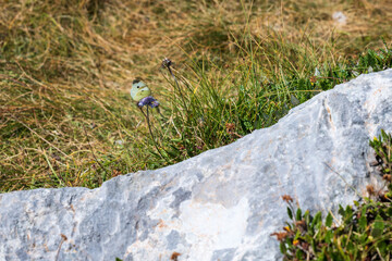 Green butterfly on the purple flower
