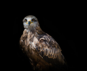 A black kite closeup at a falcrony in saarburg