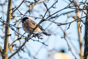 Bullfinches, sparrows, tits peck seeds from the feeder on tree branches in winter