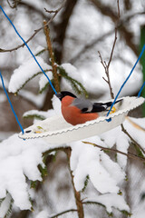 Bullfinches, sparrows, tits peck seeds from the feeder on tree branches in winter © Петр Меркурьев