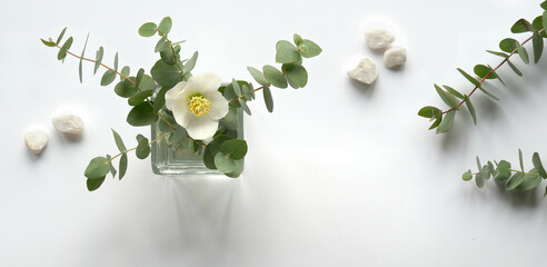 Wintertime eucalyptus and white Helleborus flower. Panoramic banner image. Winter flat lay with...