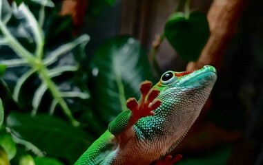 frog on a leaf