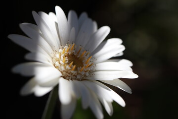 Obraz premium white daisy flower