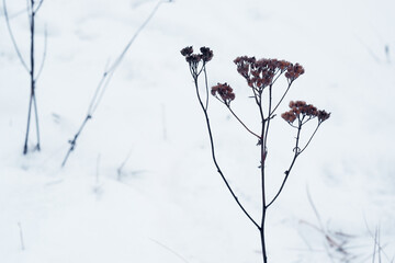 Dry plant on a background of white snow. Withered branches on a snowy field. Dry plant close-up. The background is out of focus.