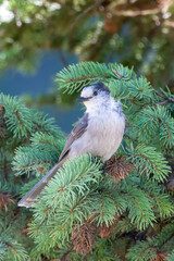 Canada jay (Perisoreus canadensis), also known as the gray jay, grey jay, camp robber, or whisky jack perched in a tree