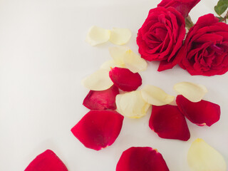 valentine's day decoration with rose petals of red, yellow, white colors in white background.