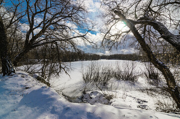 winter landscape with trees and snow