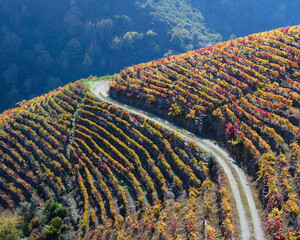 A farm road cuts through the golden vineyards in autumn