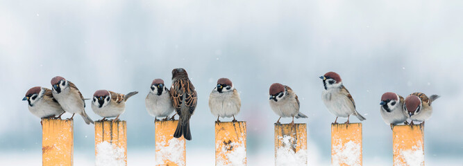 panoramic photo a flock of small birds sparrows sitting on a fence in a garden in the village in winter - Powered by Adobe