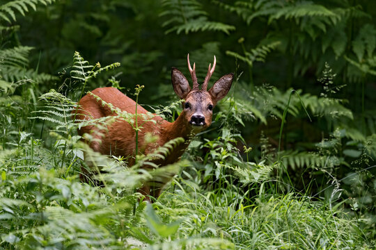 Chevreuil (Capreolus capreolus) brocard en &eacute;t&eacute; dans un sous bois de foug&egrave;res. Alpes. France