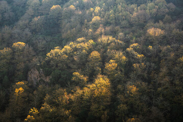 Autumn lights on the golden canopies of a hillside forest