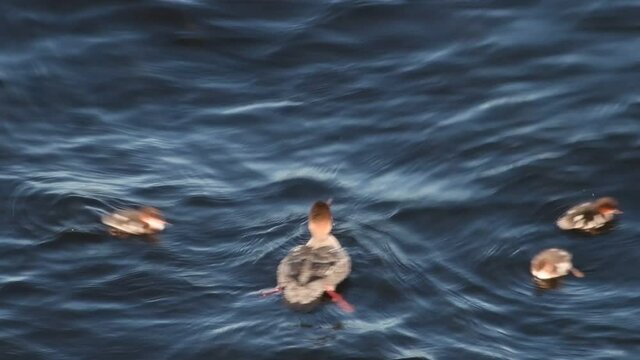 A brood and duck of Red-breasted merganser swim in the lake swinging on the waves. The red-breasted merganser (Mergus serrator). Natural habitat. Wild conditions. Ladoga Lake. Russia.
