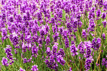White and purple flowers, heather, calluna vulgaris