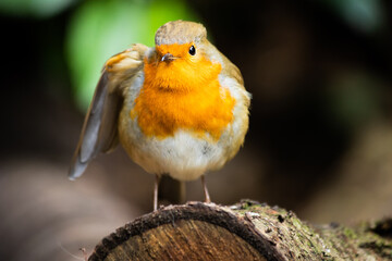 Close up portrait of cute Robin redbrest bird