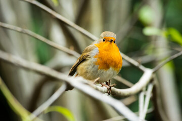 Close up portrait of cute Robin redbrest bird