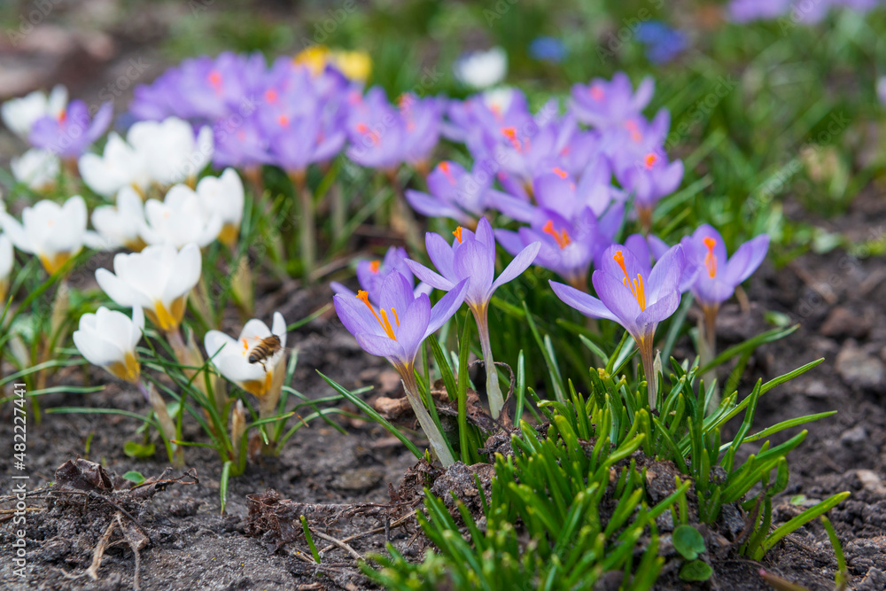 Wall mural first spring flowers in the garden.