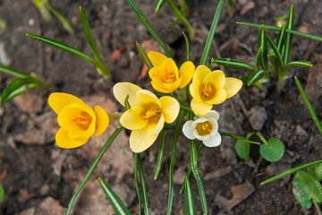 Yellow spring flowers in the fresh soil.