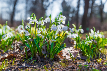 First spring snowdrops flowers