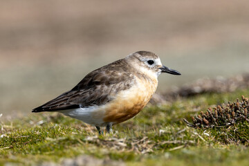 New Zealand or Red-breasted Dotterel