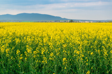 Blooming colza field