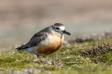 New Zealand or Red-breasted Dotterel