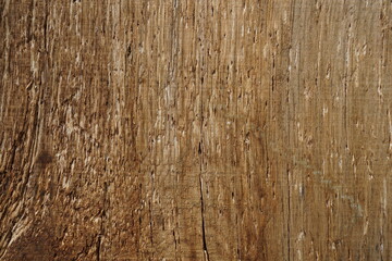 Fototapeta premium Wood texture of cut tree trunk, close-up, background