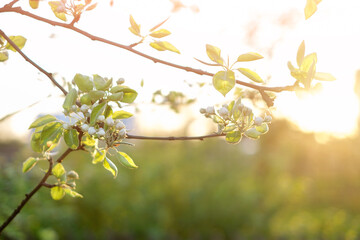 Branches of a blooming apple tree in the rays of the setting sun on a spring evening. The flowering season of fruit trees and bushes