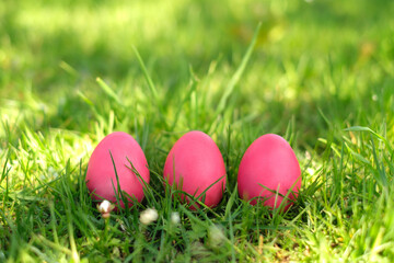 Easter painted pink eggs stand in a row in the grass in the meadow. Religious traditions of coloring eggs