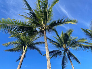 Fototapeta na wymiar Three coconut trees, view from bottom, blue sky, sunny day, Bahia, Brazil